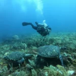 Girl that scuba with turtles in Cancun