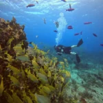 scuba diving in Cancun reef