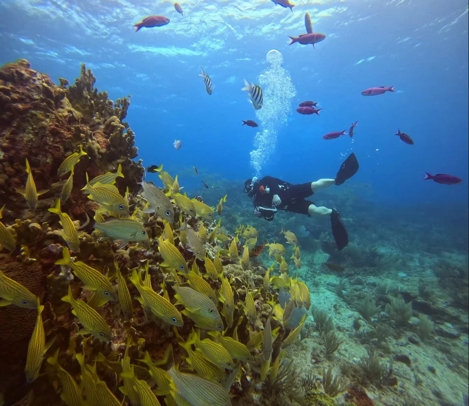scuba diving in Cancun reef