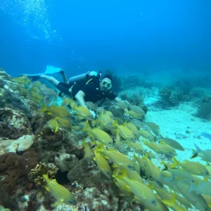 Scuba diving for beginners