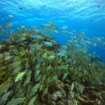 school of fish in Cancun reef