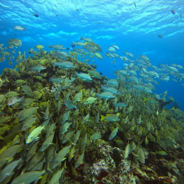 Scuba Diving in Cancun 26 school of fish in Cancun reef