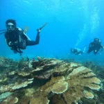 certified diver in Cancun reef