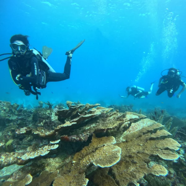 Scuba Diving in Cancun 18 certified diver in Cancun reef