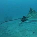 spotted eagle ray in Cancun