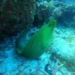 moray eel in Punta Cancun reef