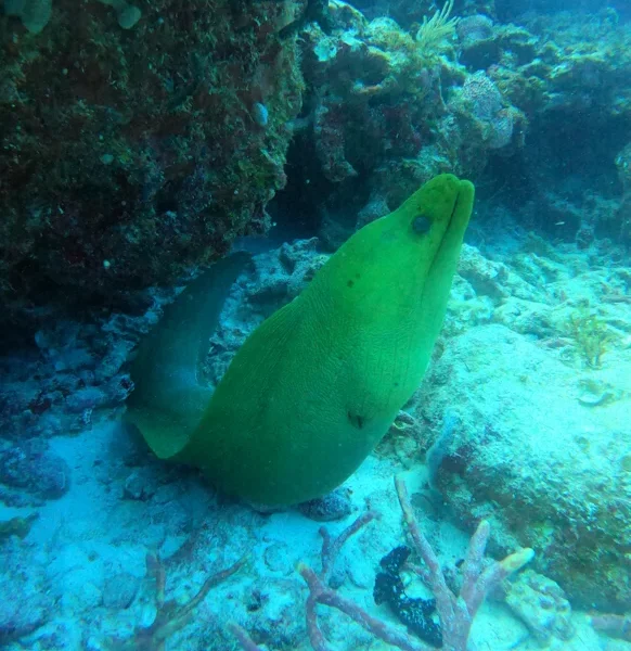 Scuba Diving in Cancun 9 moray eel in Punta Cancun reef