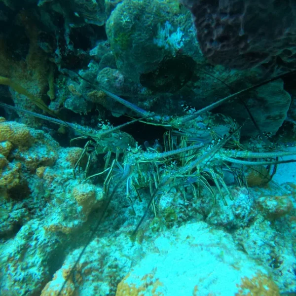 Scuba Diving in Cancun 24 lobsters in Cancun