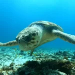 scuba diving in cancun with turtle