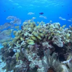 Fish in Manchones reef Cancun