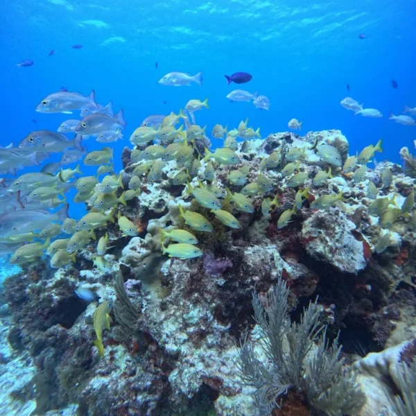 Scuba Diving in Cancun 7 Fish in Manchones reef Cancun