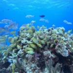 Dives in Cancun 13 Fish in Manchones reef Cancun