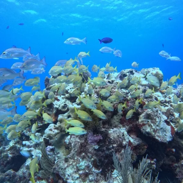 Scuba Diving in Cancun 4 Fish in Manchones reef Cancun