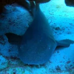 nurse shark cancun