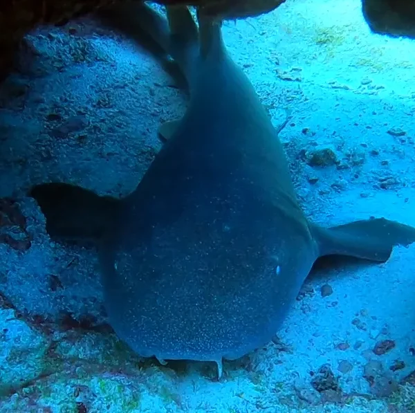 Scuba Diving in Cancun 5 nurse shark cancun