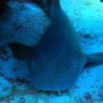 Dives in Cancun 23 nurse shark cancun