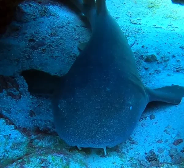 Scuba Diving in Cancun 5 nurse shark cancun