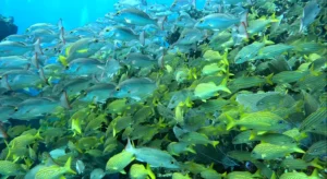 school of fish in cancun