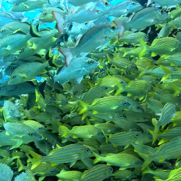 Scuba Diving in Cancun 23 scuba diving cancun