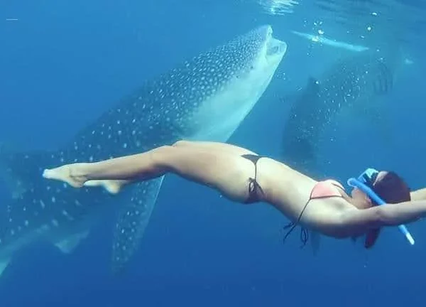Scuba Diving in Cancun 22 whale shark cancun