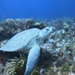 sea turtle in cancun