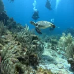 sea turtle in cancun