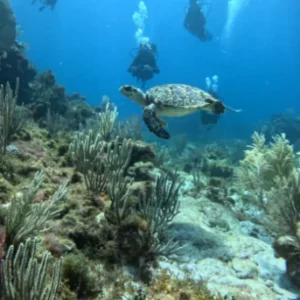 Punta Cancun 2 tank – Certified divers