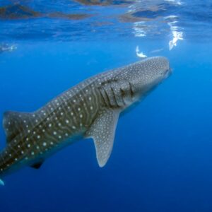 whale shark