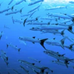 barracuda cancun