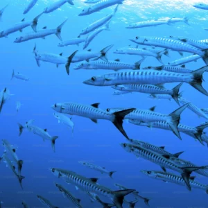 barracuda cancun