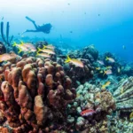 coral reef in cancun