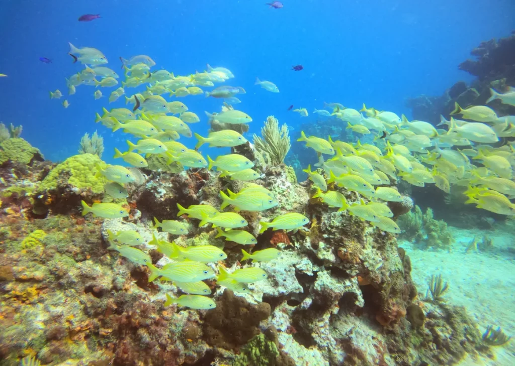 fish in manchones reef cancun