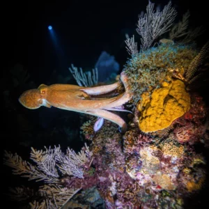 octopus during a night dive in cancun