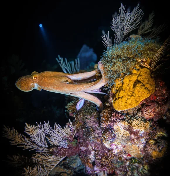 Scuba Diving in Cancun 6 octopus during a night dive in cancun