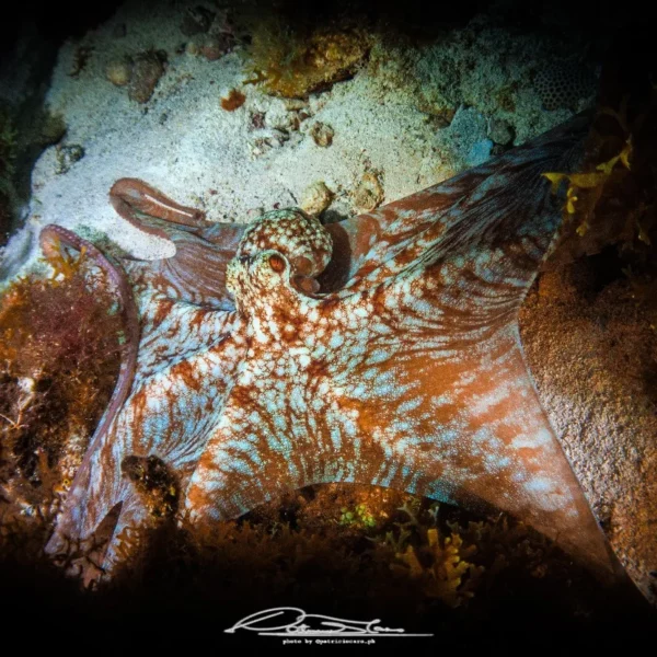 Scuba Diving in Cancun 29 night dive in cancun