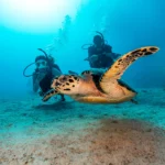 sea turtle and divers