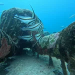 drum fish