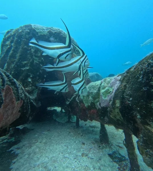 Scuba Diving in Cancun 21 drum fish