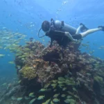 reef dives in cancun