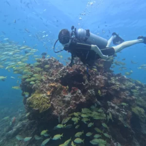 reef dive in cancun