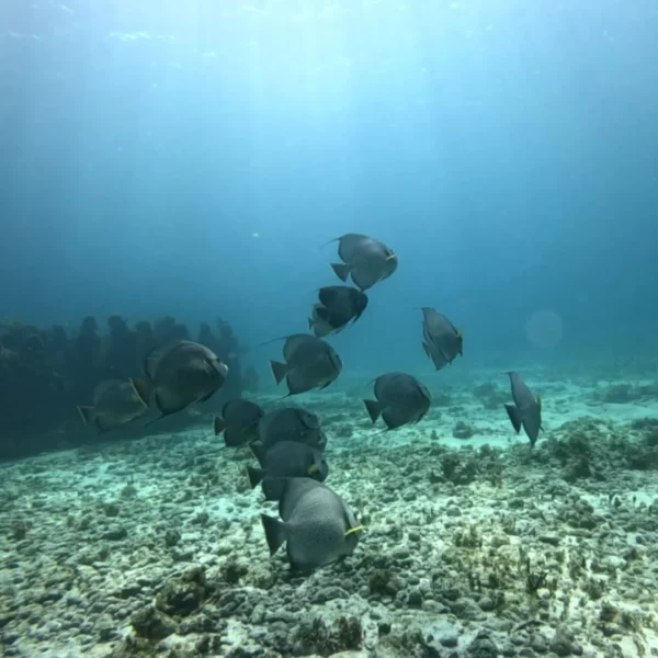 Scuba Diving in Cancun 13 angel fish cancun