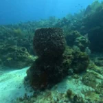great barrel sponge cancun