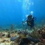 sea turtle diving in cancun