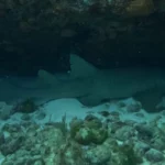 marine life of cancun