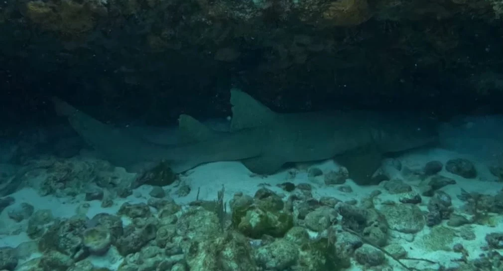 Read more about the article Marine life of Cancun