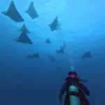 eagle rays dive