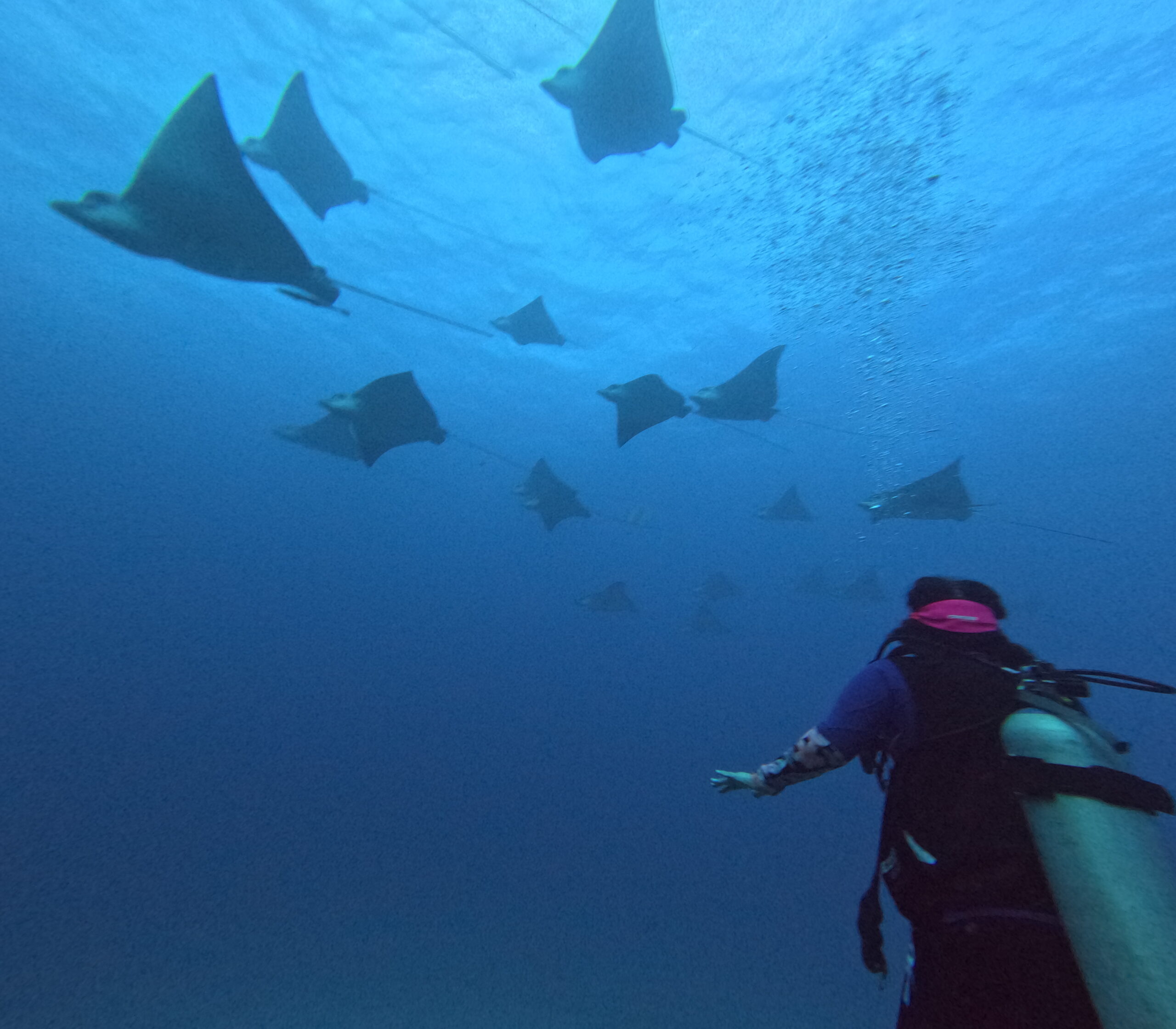 eagle rays in Cancun, Mexico