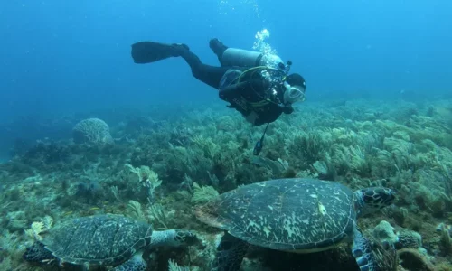 Girl that scuba with turtles in Cancun