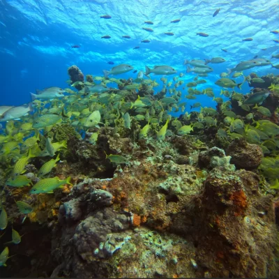 manchones dive site