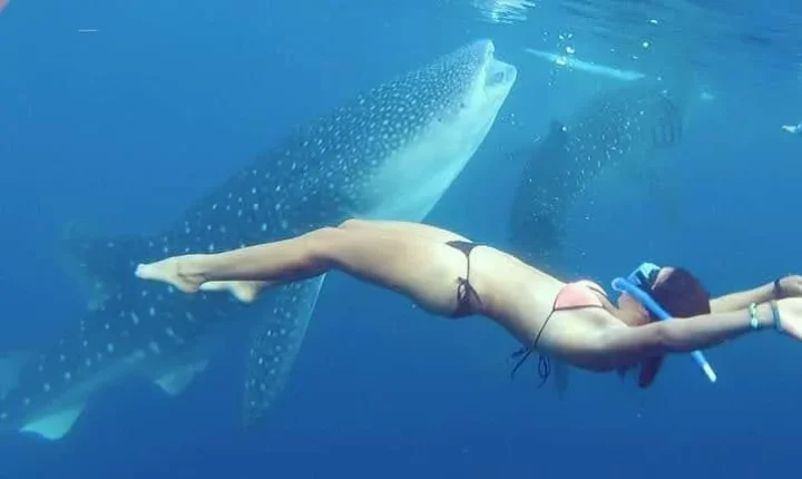 whale shark cancun